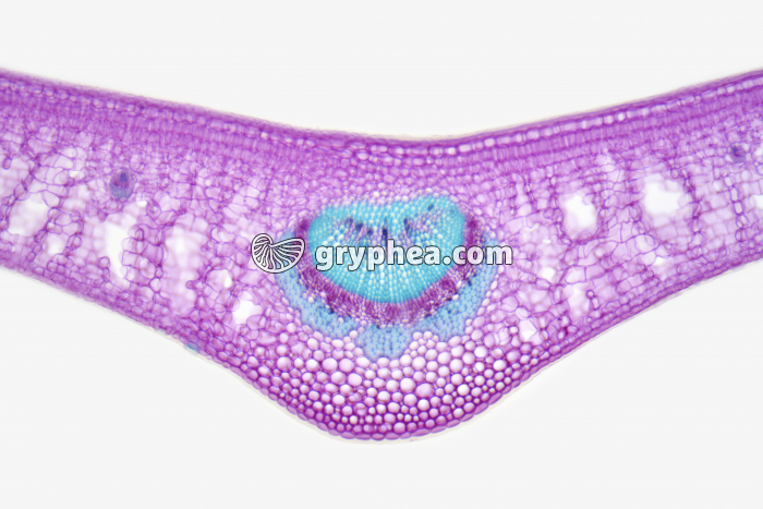 Feuille de Houx CT x25 - gryphea.org